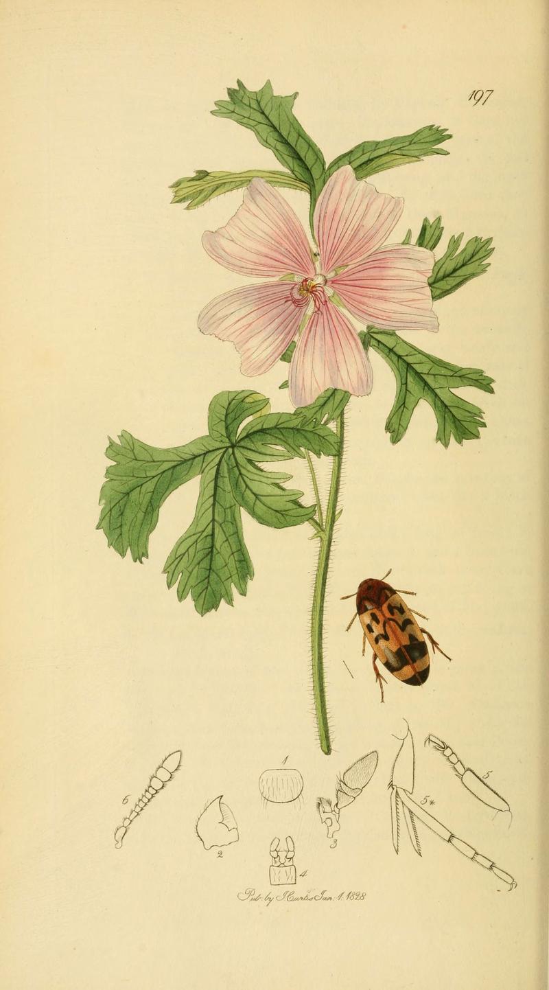 British entomology (Plate 20) (6022427942)