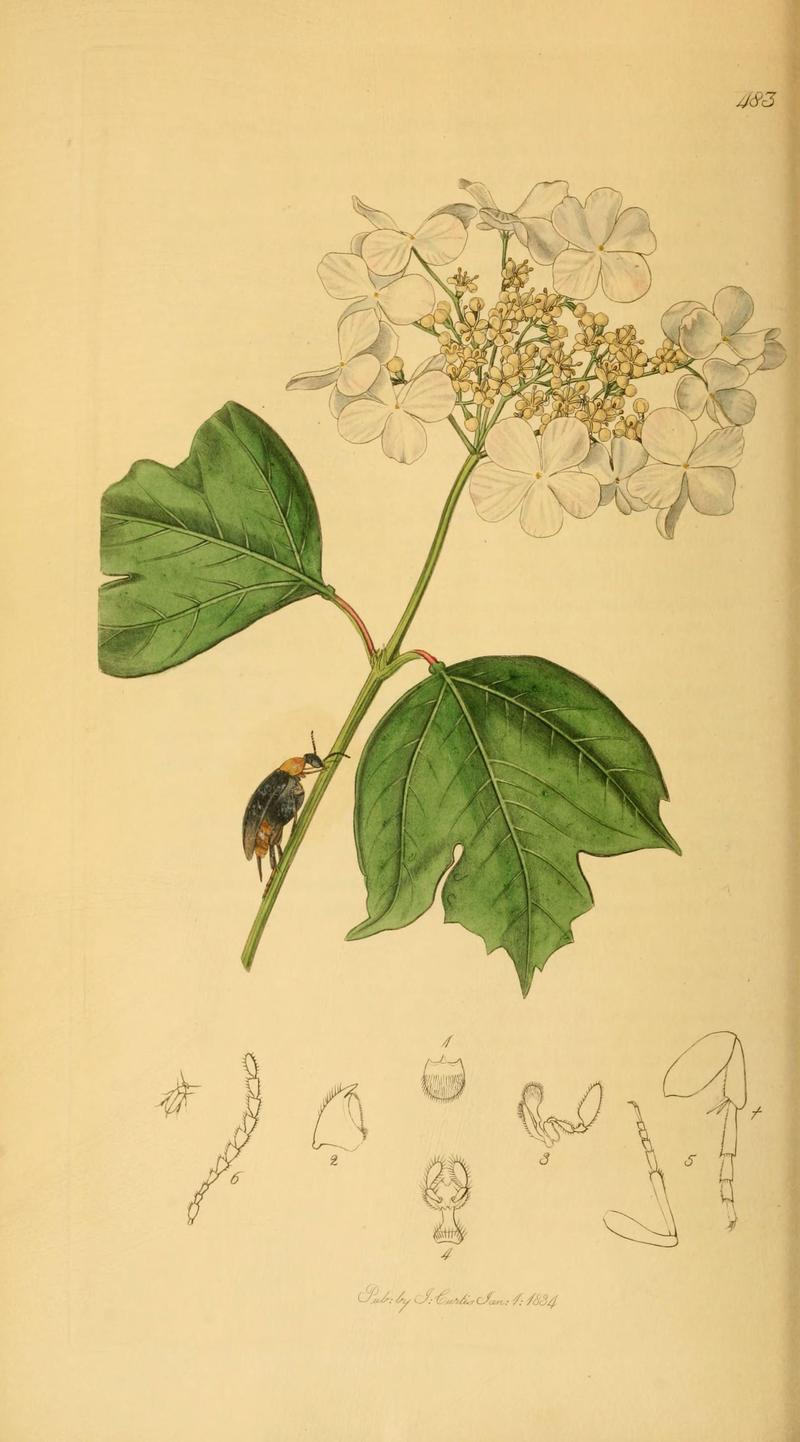 British entomology (Plate 21) (6022428252)
