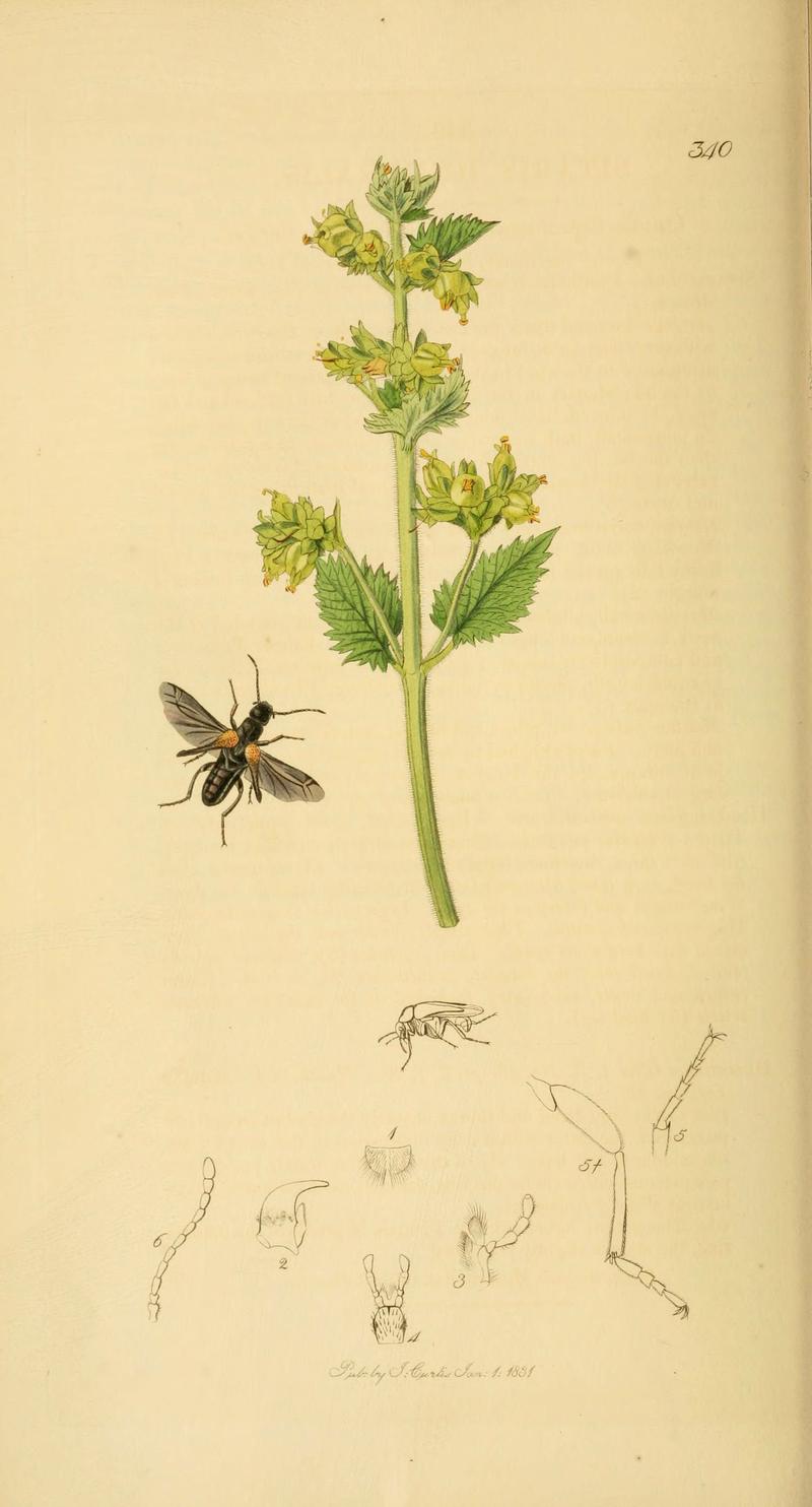 British entomology (Plate 23) (6021872463)
