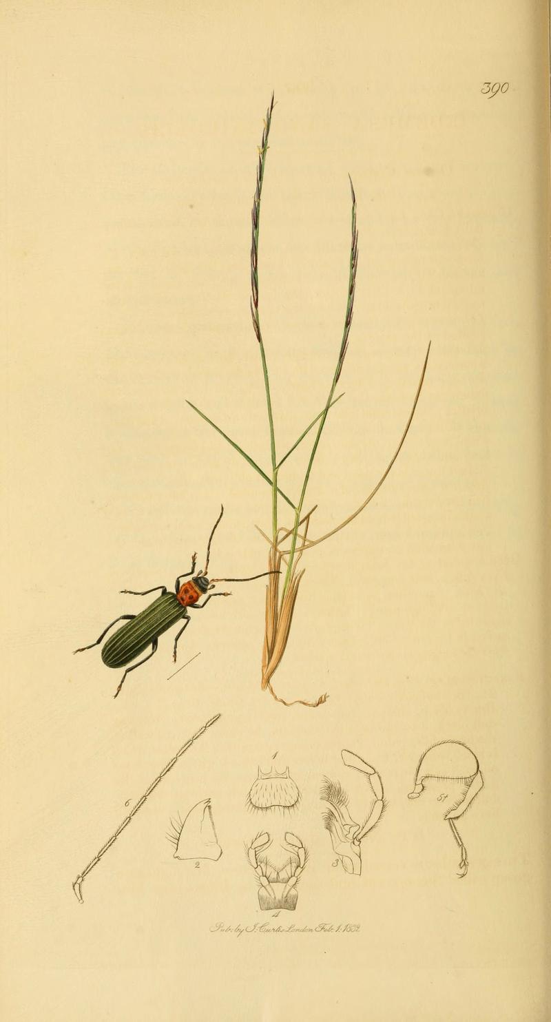 British entomology (Plate 24) (6021872773)