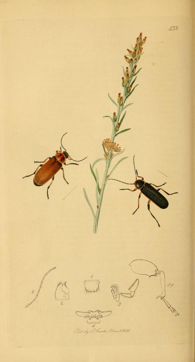 British entomology (Plate 25) (6021873049)