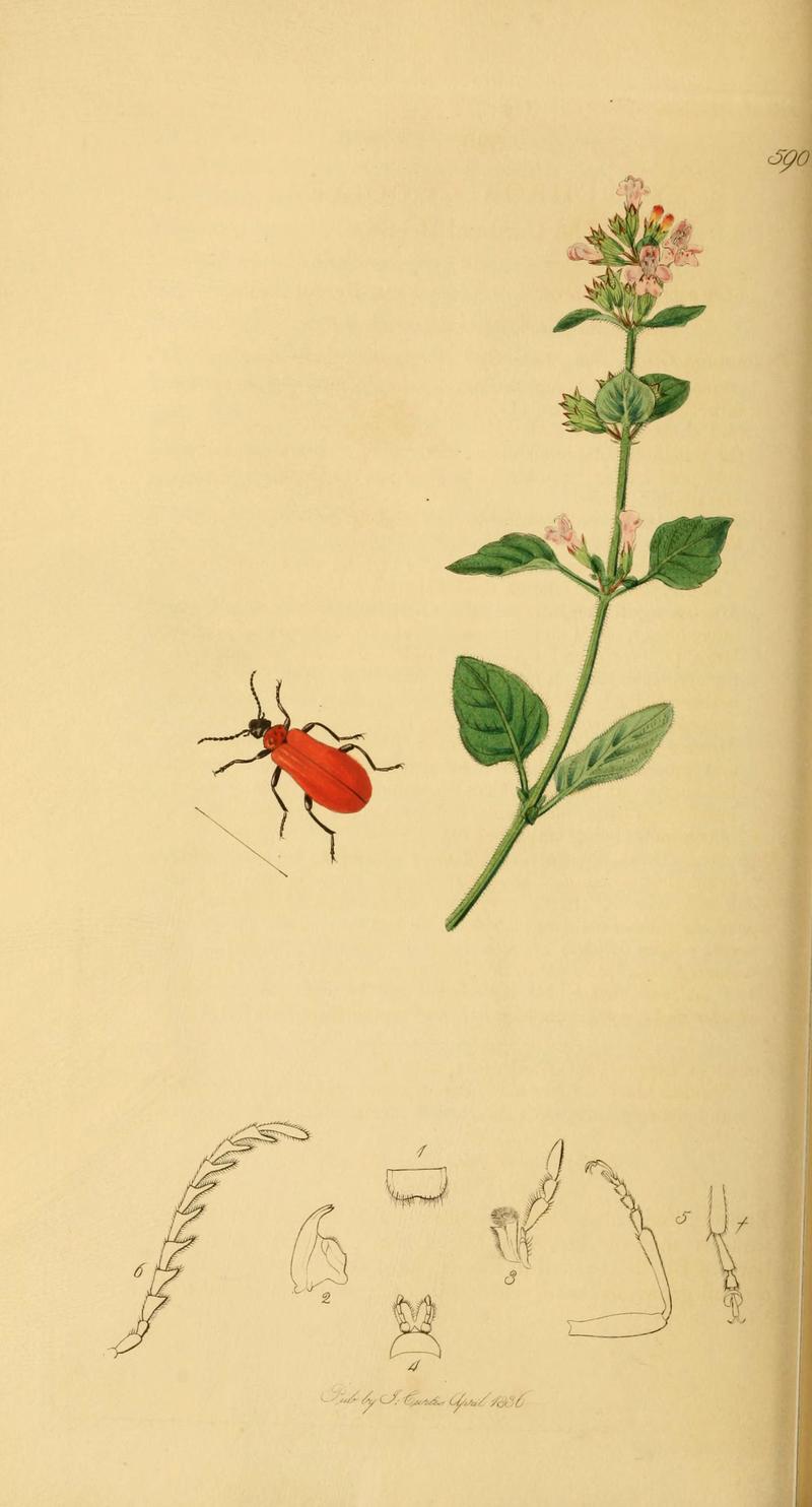 British entomology (Plate 27) (6021873765)