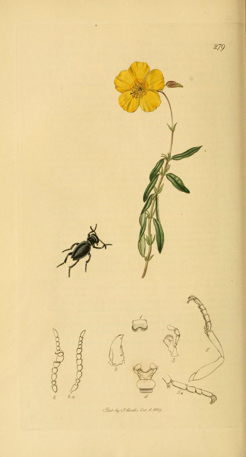 British entomology (Plate 28) (6022430828)
