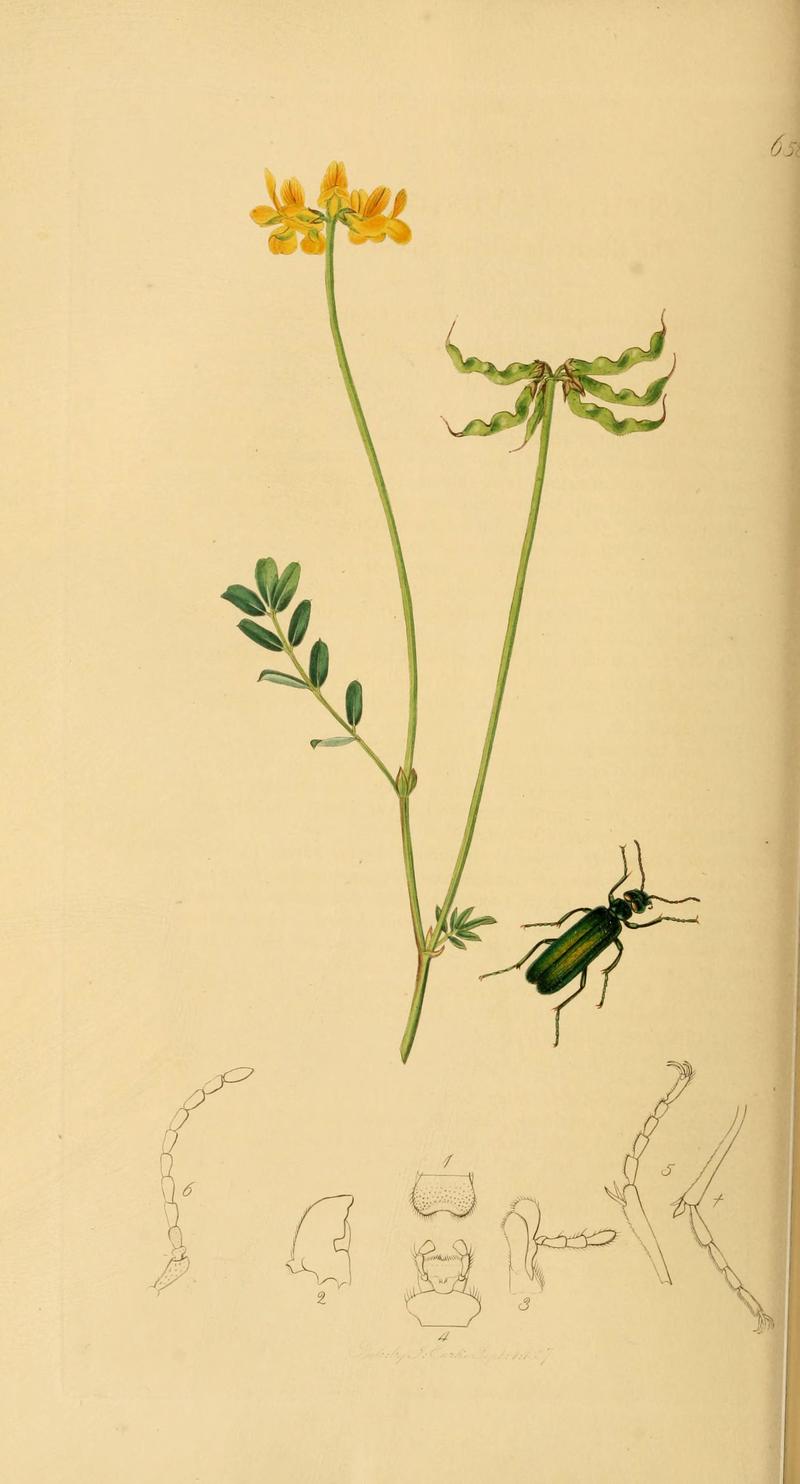 British entomology (Plate 29) (6021874551)