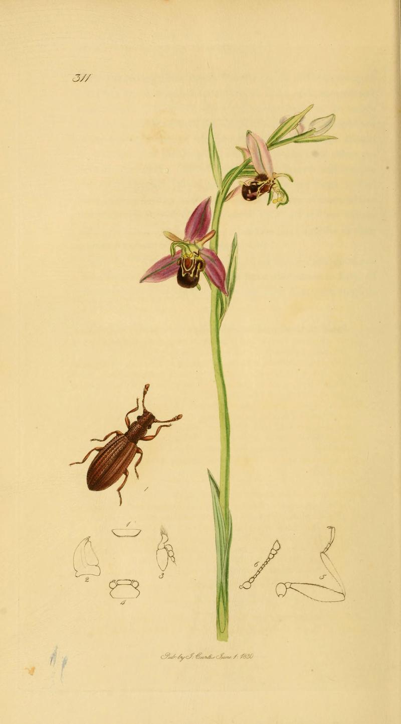 British entomology (Plate 3) (6021865017)