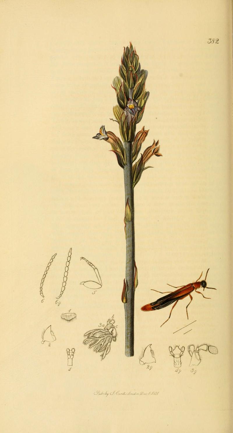 British entomology (Plate 30) (6022431786)