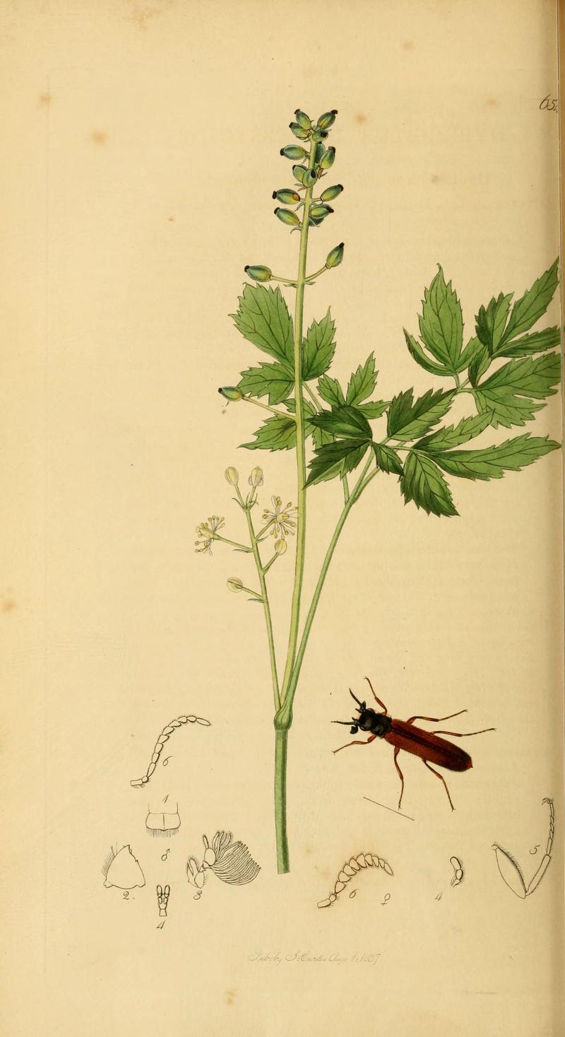 British entomology (Plate 31) (6022432408)