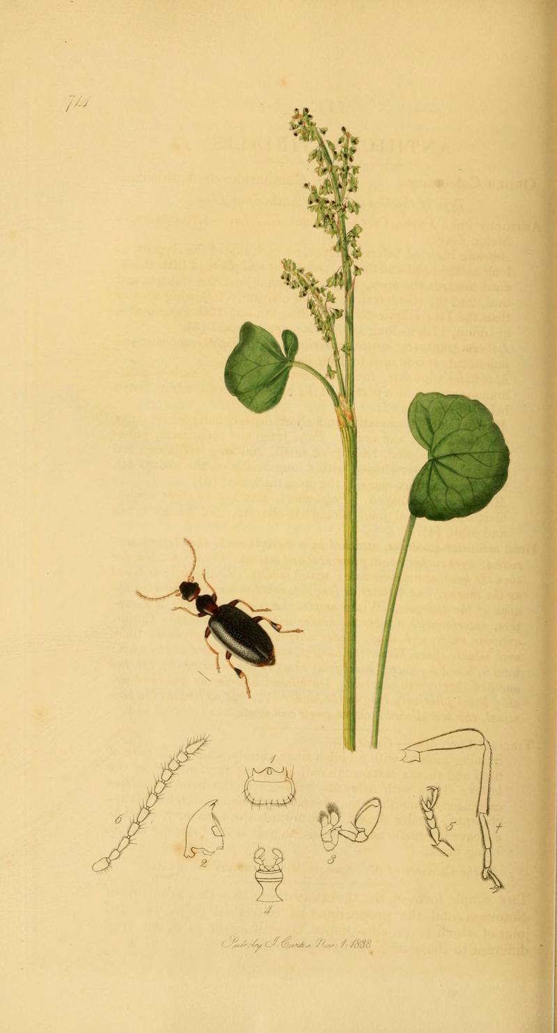British entomology (Plate 32) (6021876087)