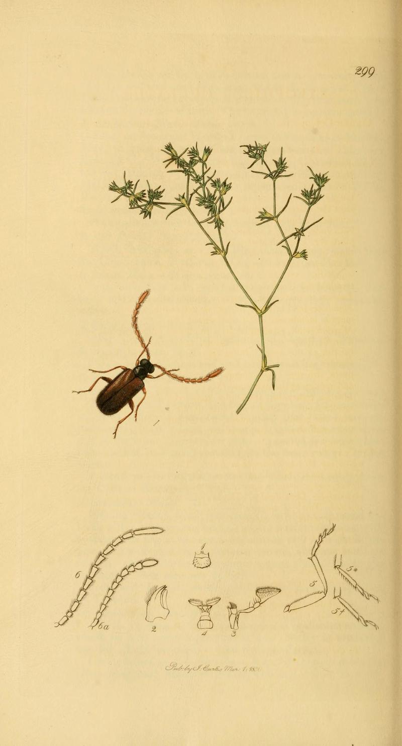 British entomology (Plate 33) (6021876519)
