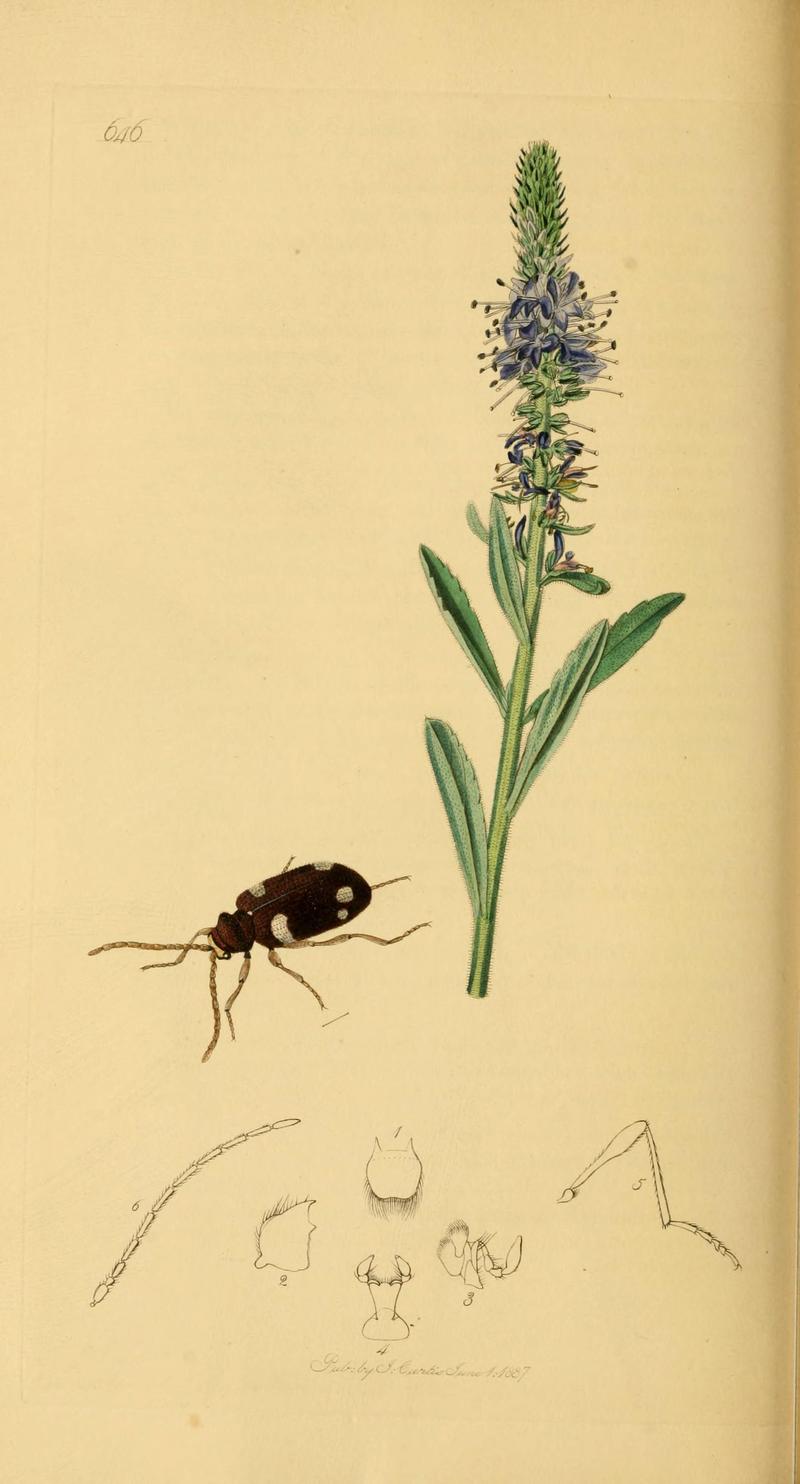 British entomology (Plate 34) (6021876789)
