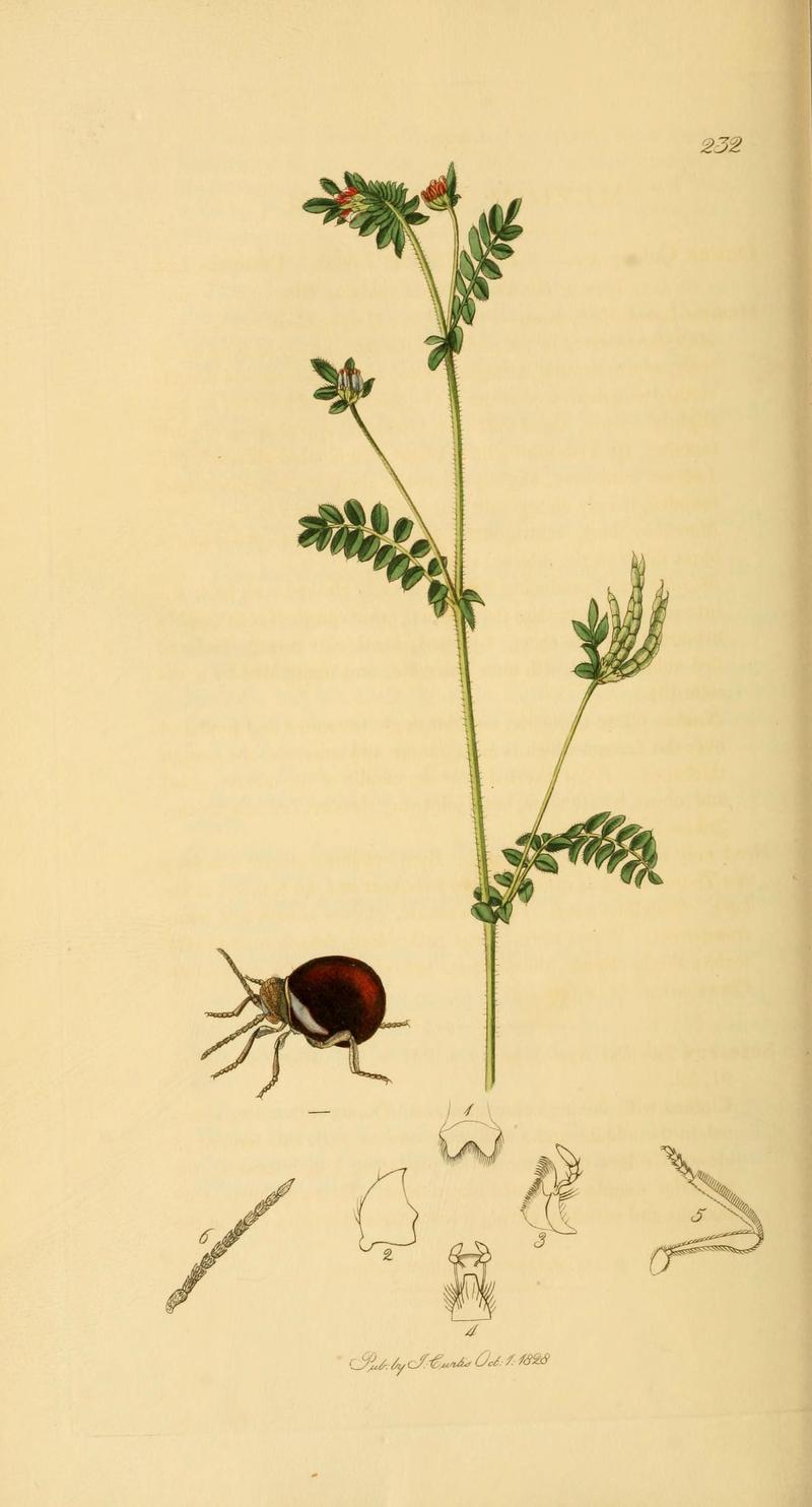 British entomology (Plate 35) (6022433742)