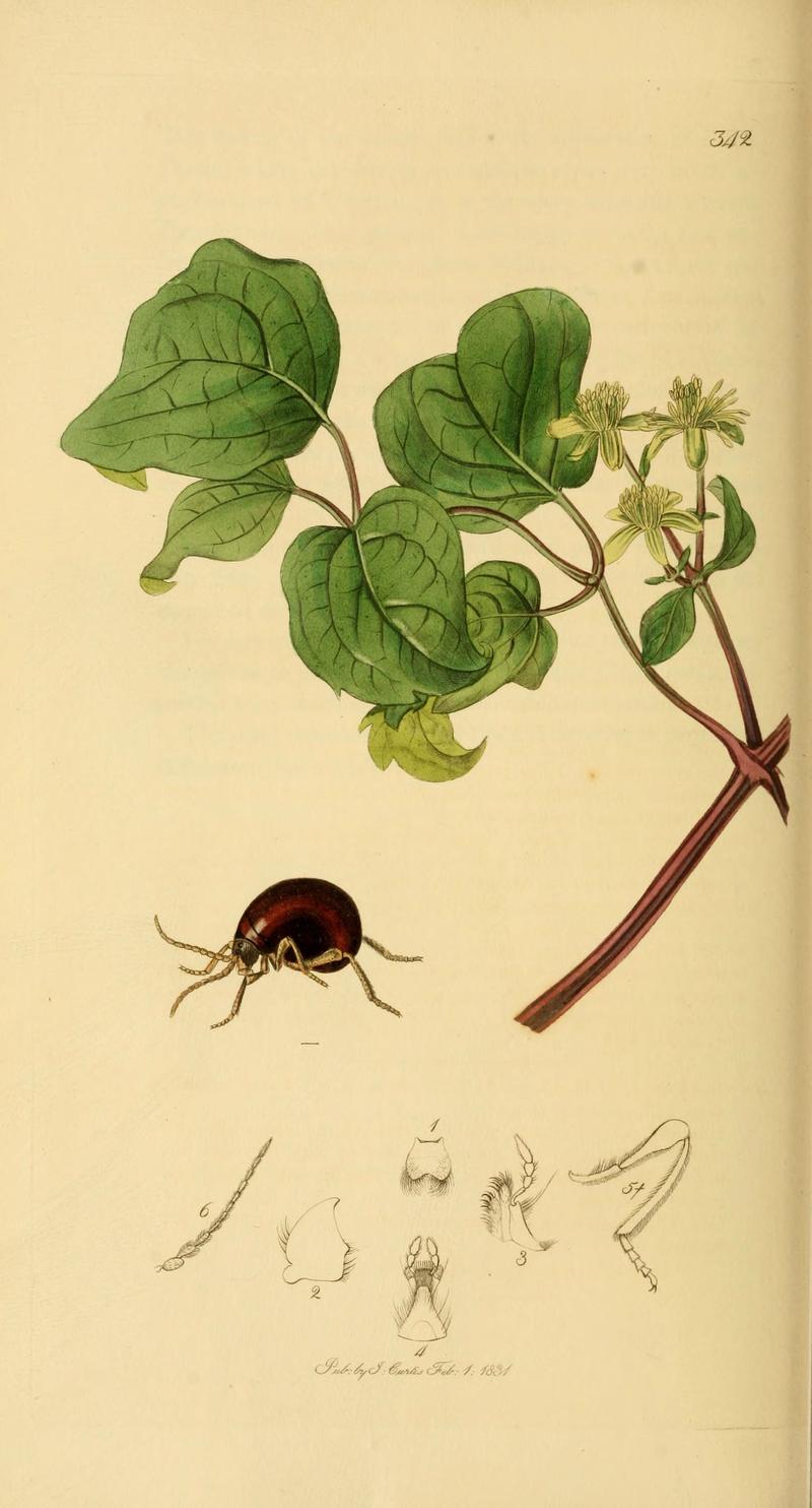 British entomology (Plate 36) (6021877463)