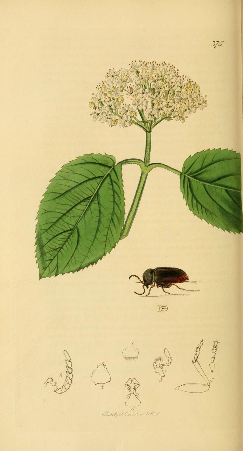 British entomology (Plate 37) (6021877793)