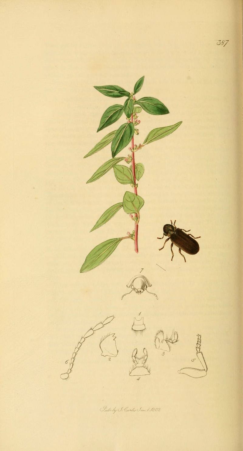 British entomology (Plate 38) (6021878239)