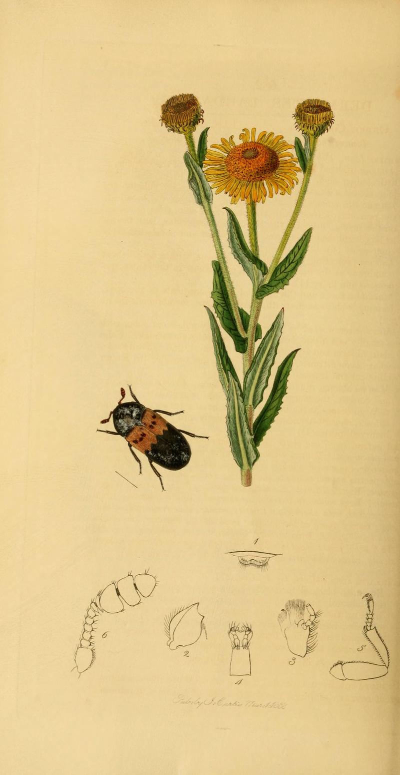 British entomology (Plate 39) (6022435050)