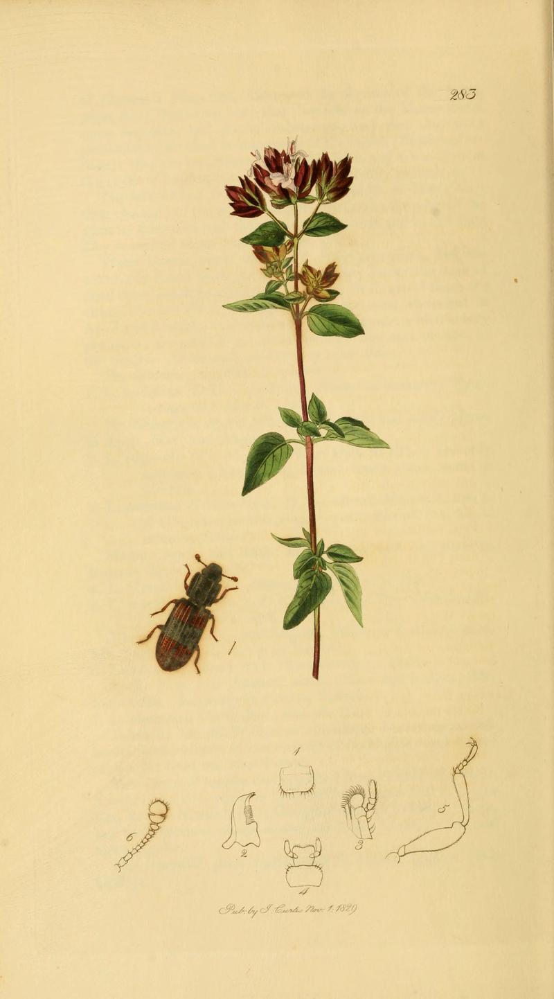 British entomology (Plate 4) (6021865319)