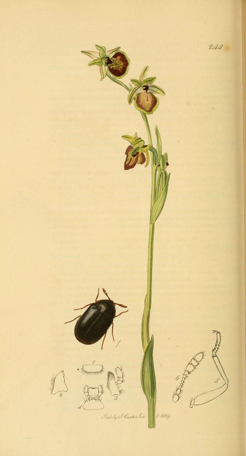 British entomology (Plate 40) (6022435344)
