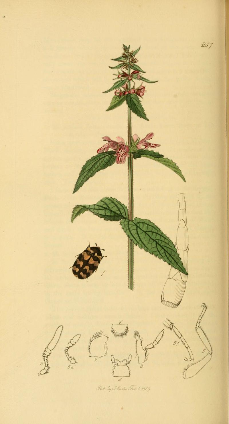 British entomology (Plate 41) (6021879451)
