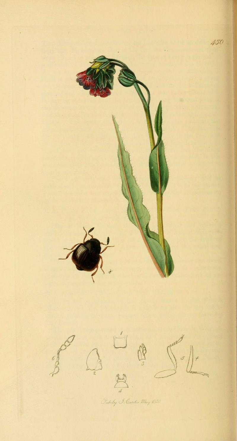 British entomology (Plate 42) (6021879959)