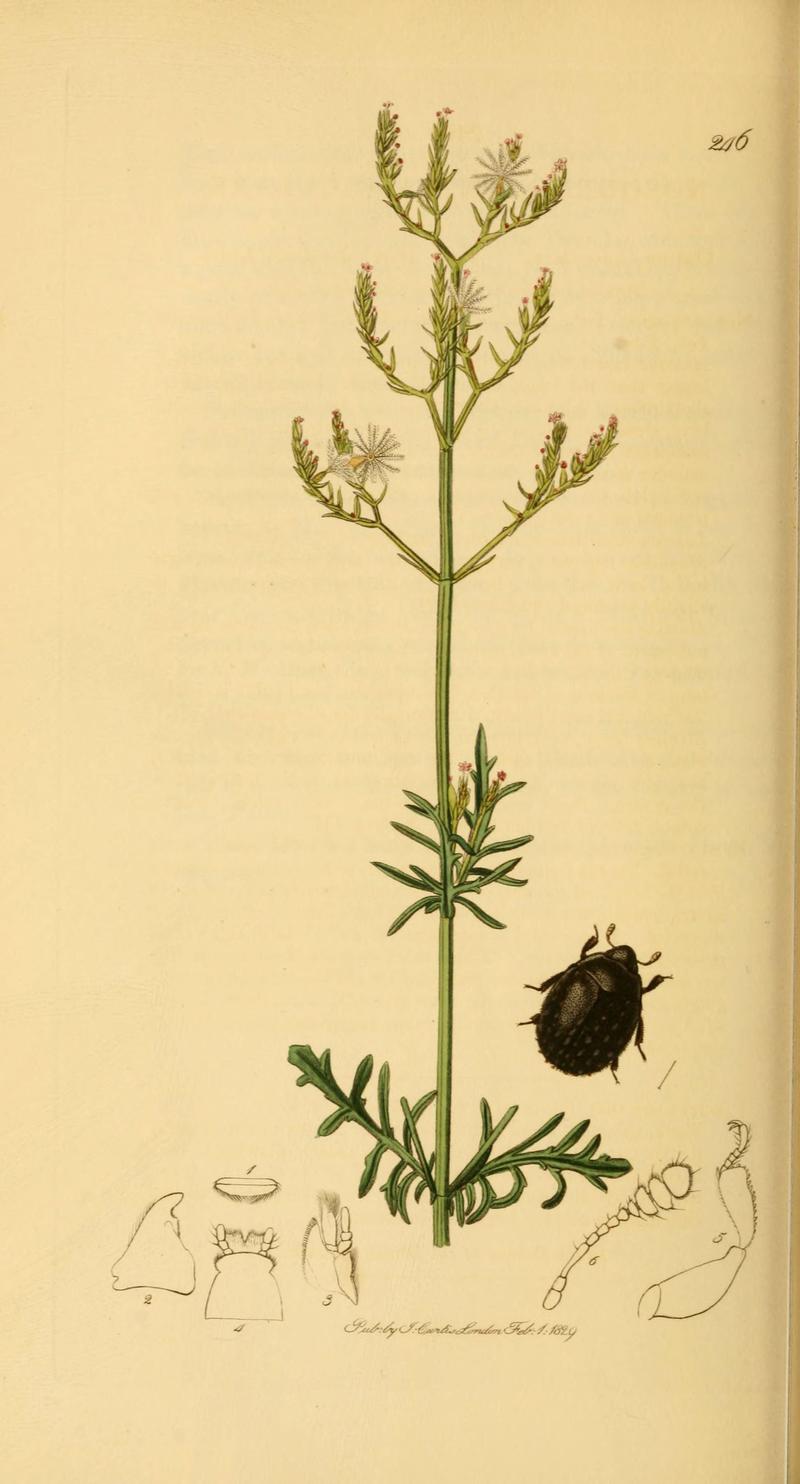 British entomology (Plate 43) (6021880241)