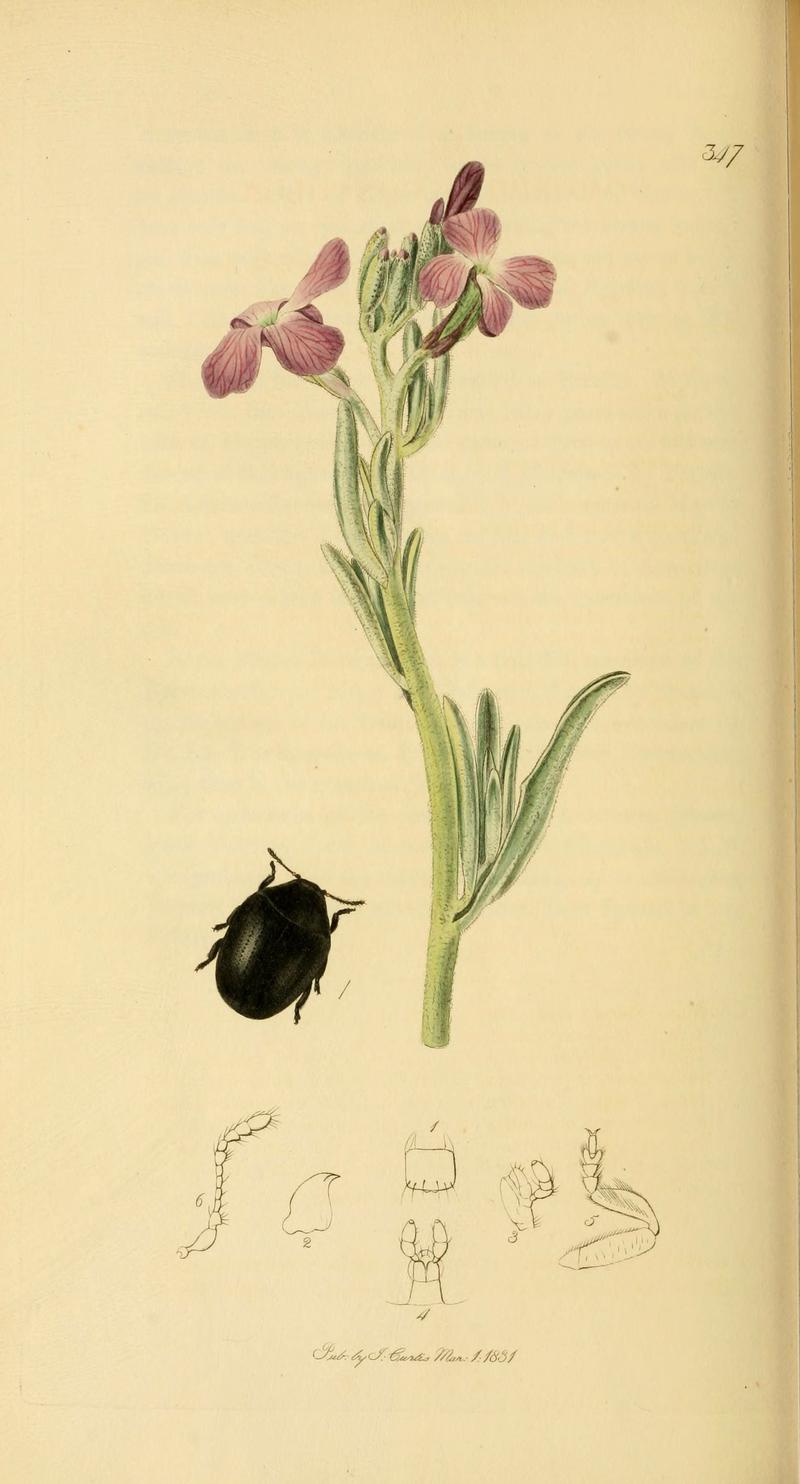 British entomology (Plate 44) (6021880903)