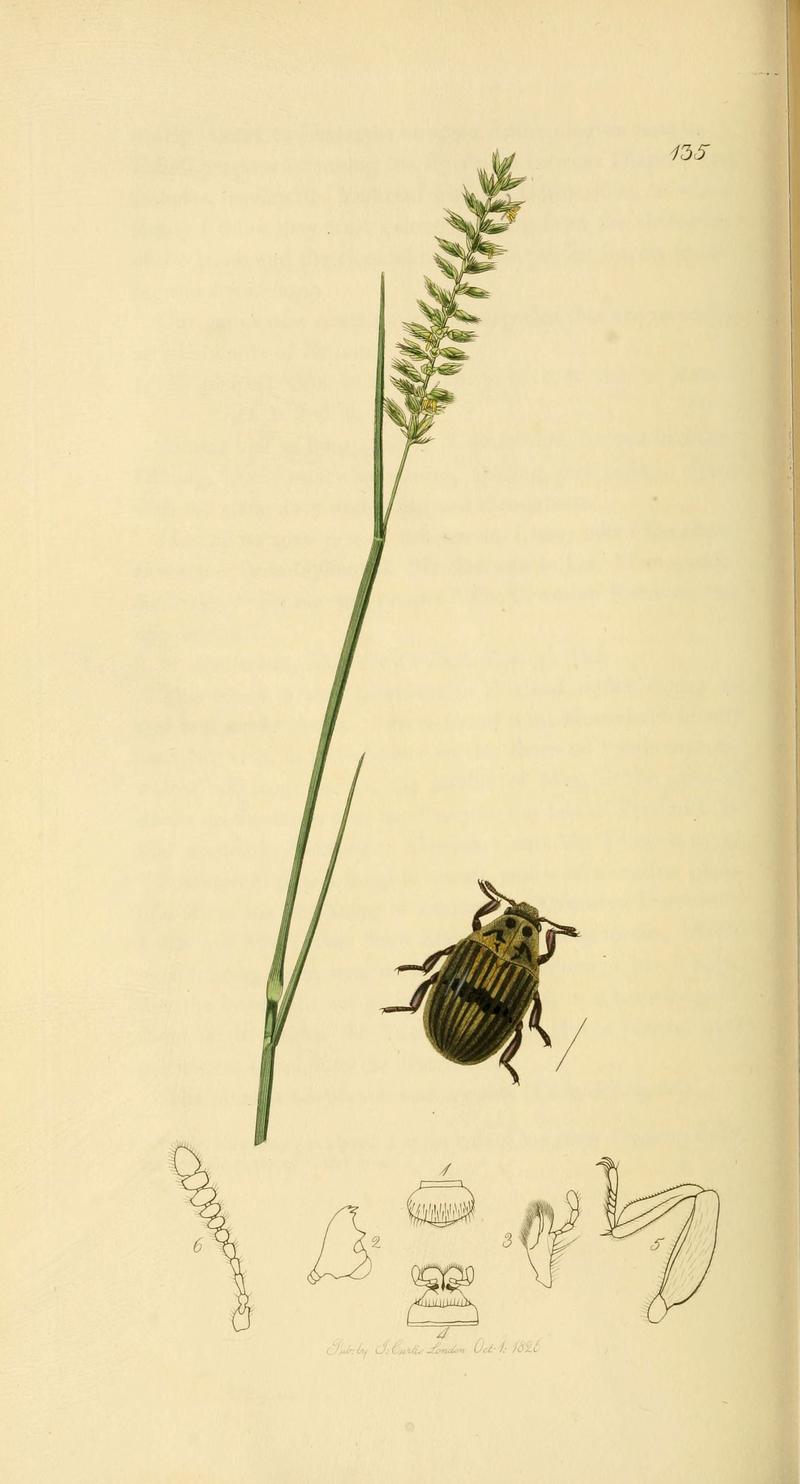British entomology (Plate 46) (6022438206)