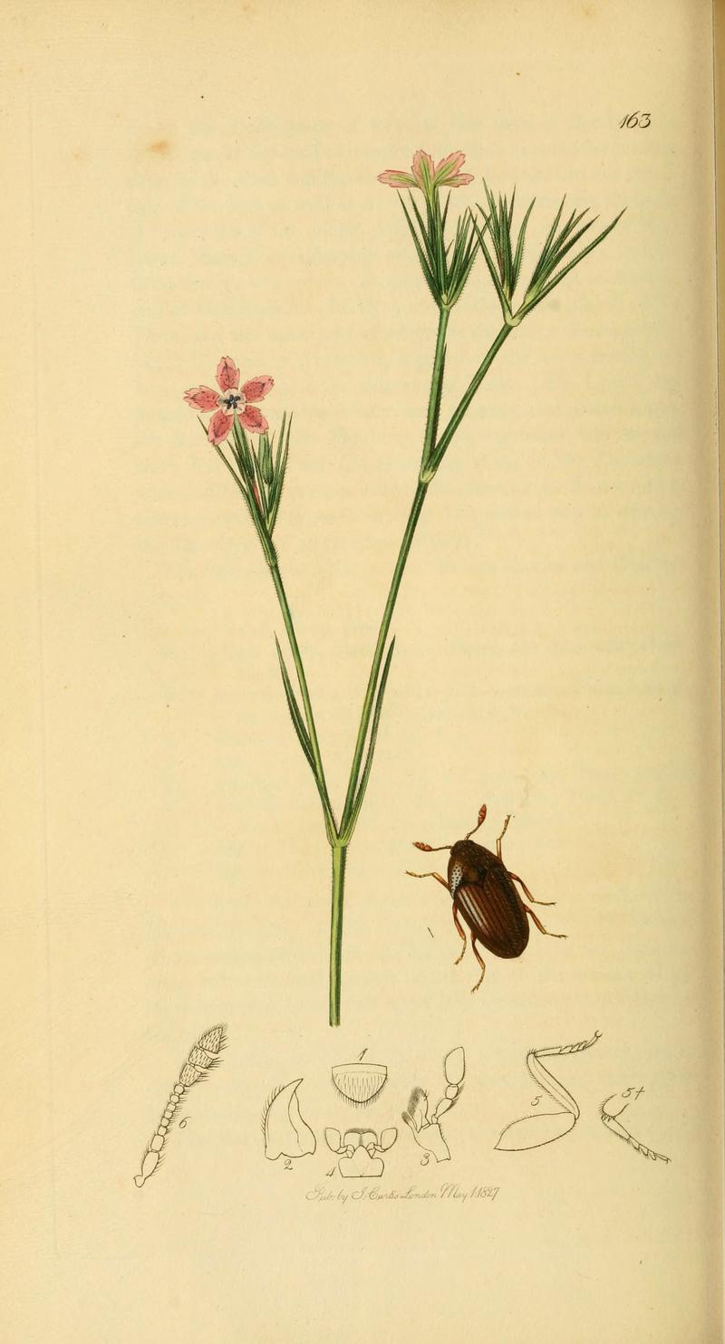 British entomology (Plate 47) (6021881959)