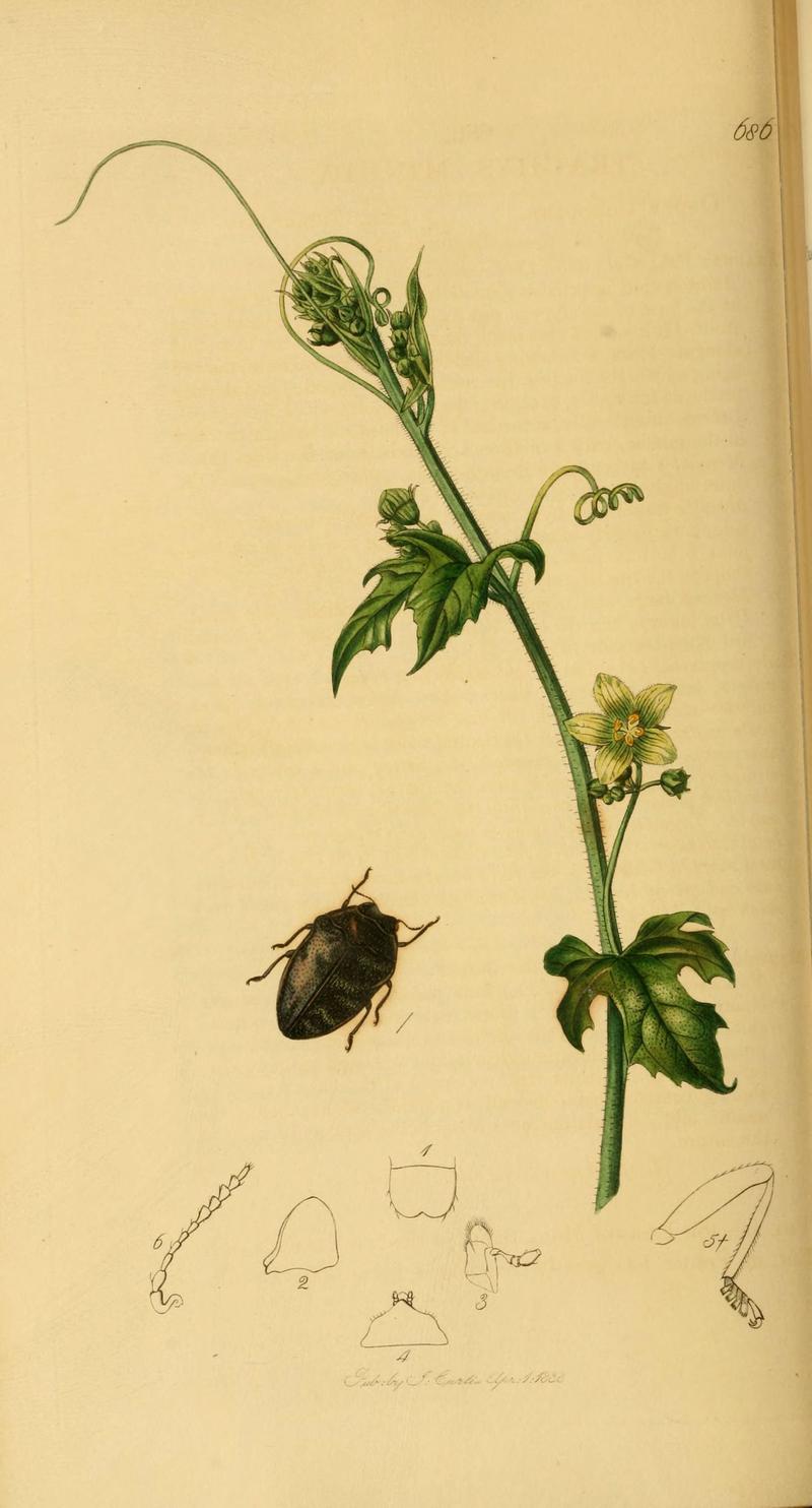 British entomology (Plate 48) (6021882301)