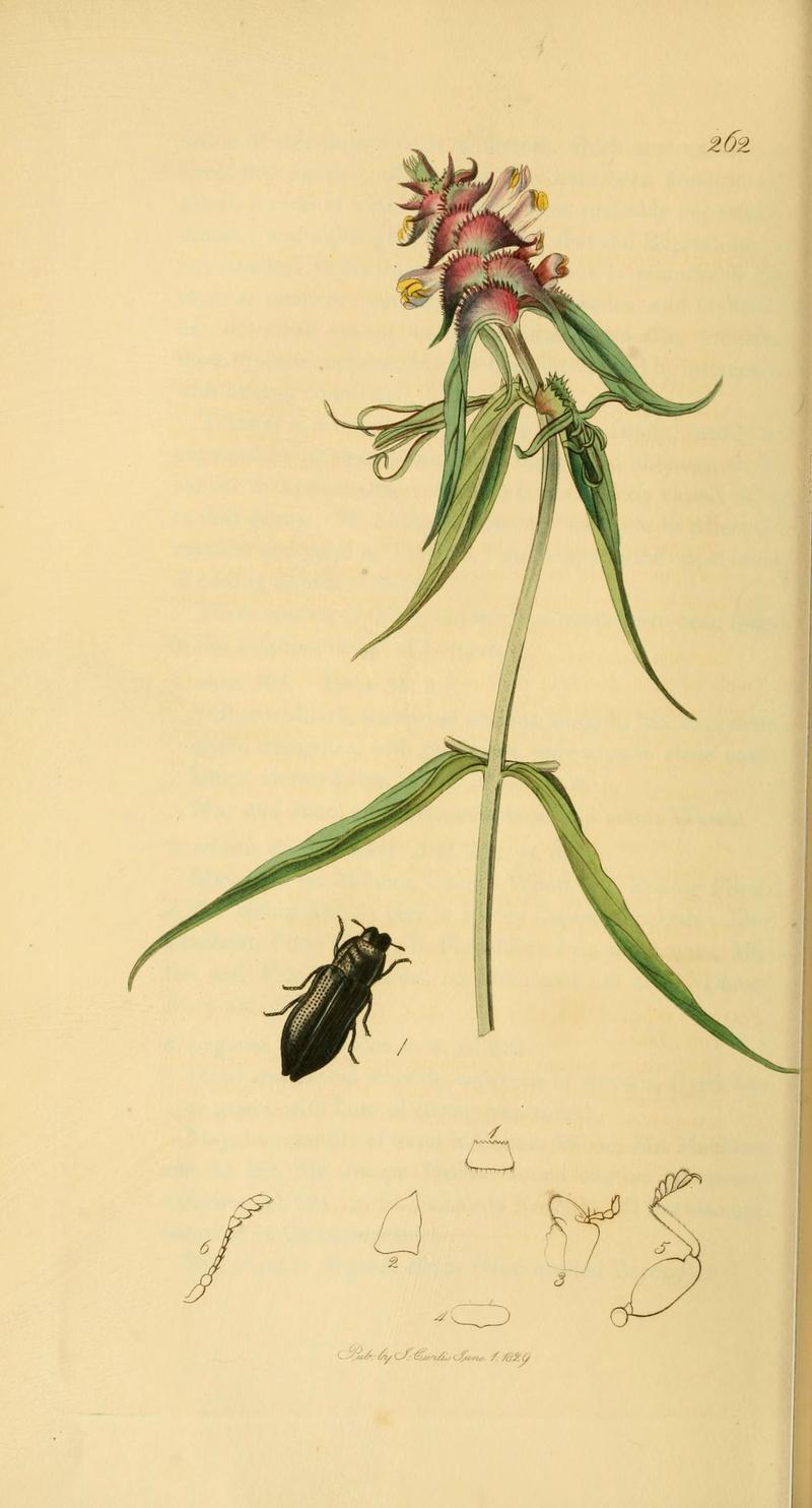 British entomology (Plate 49) (6022439220)