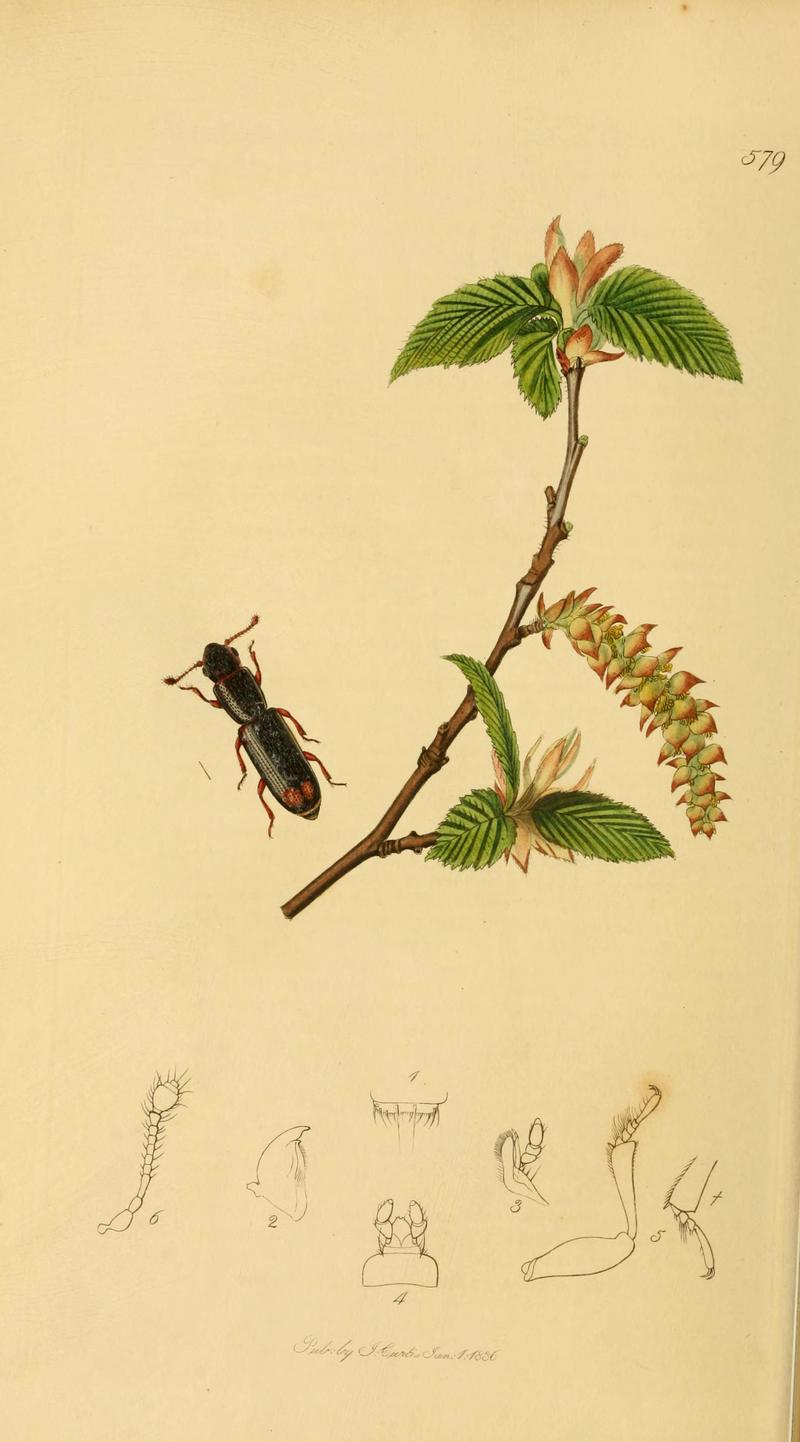 British entomology (Plate 5) (6021866107)
