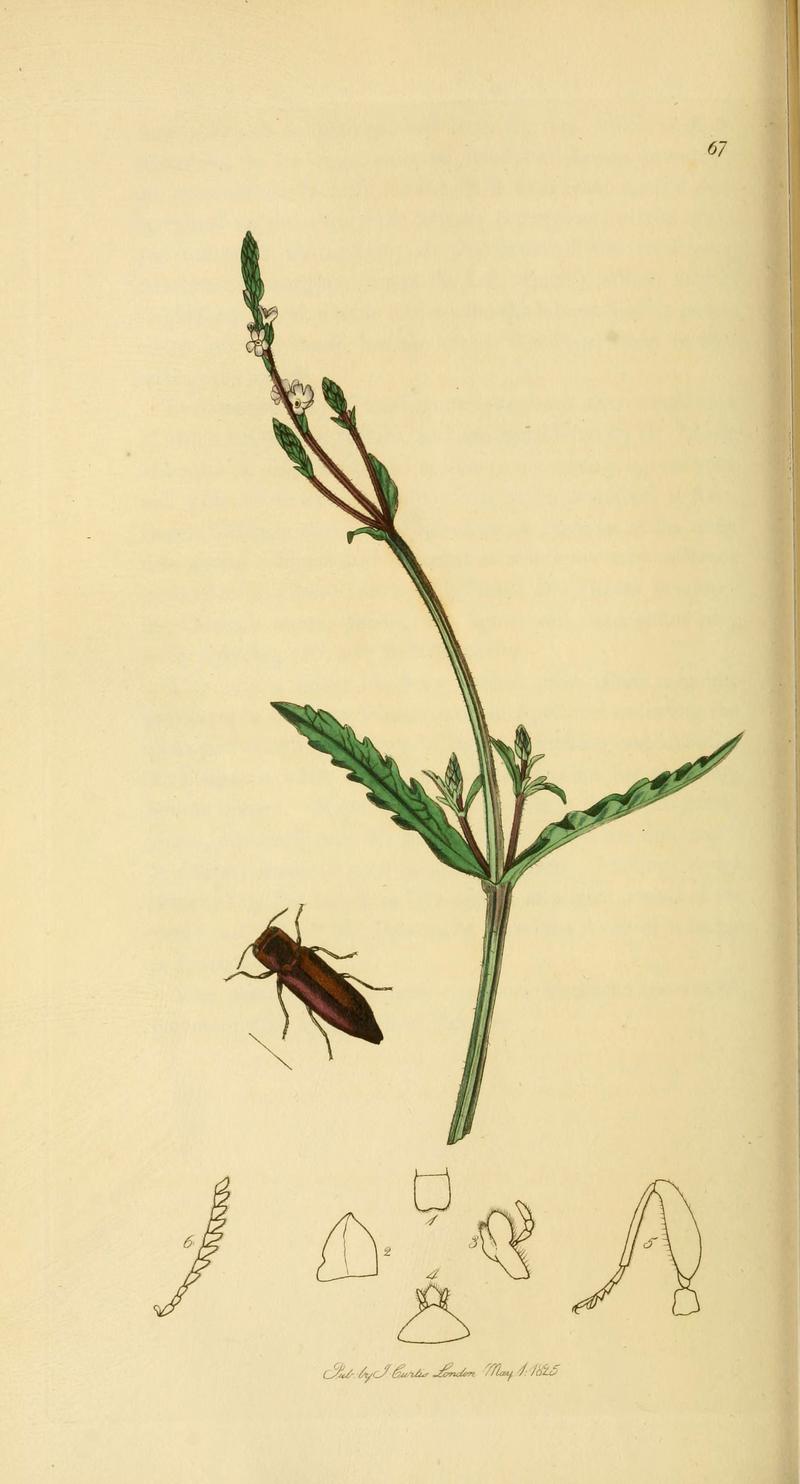 British entomology (Plate 50) (6022439642)