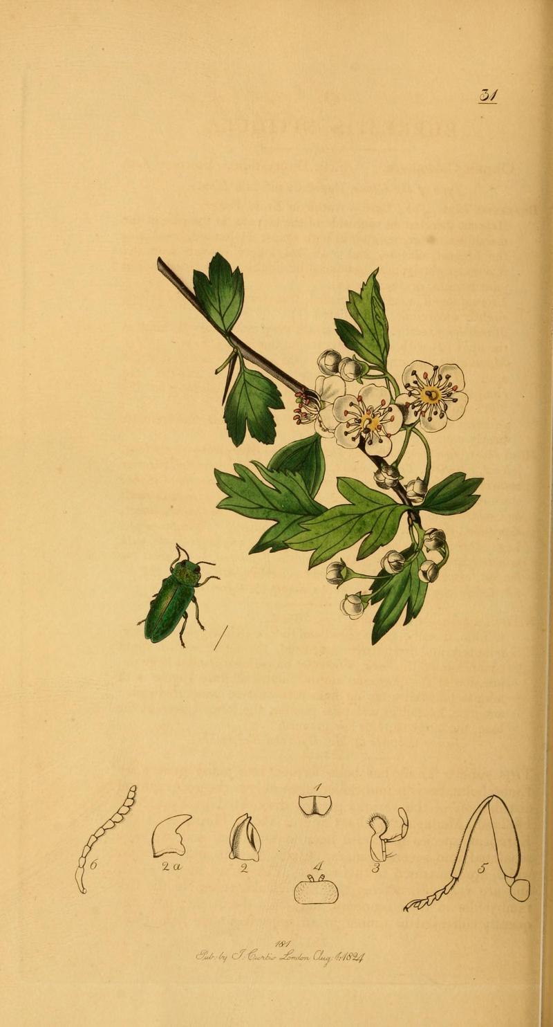 British entomology (Plate 51) (6021883507)