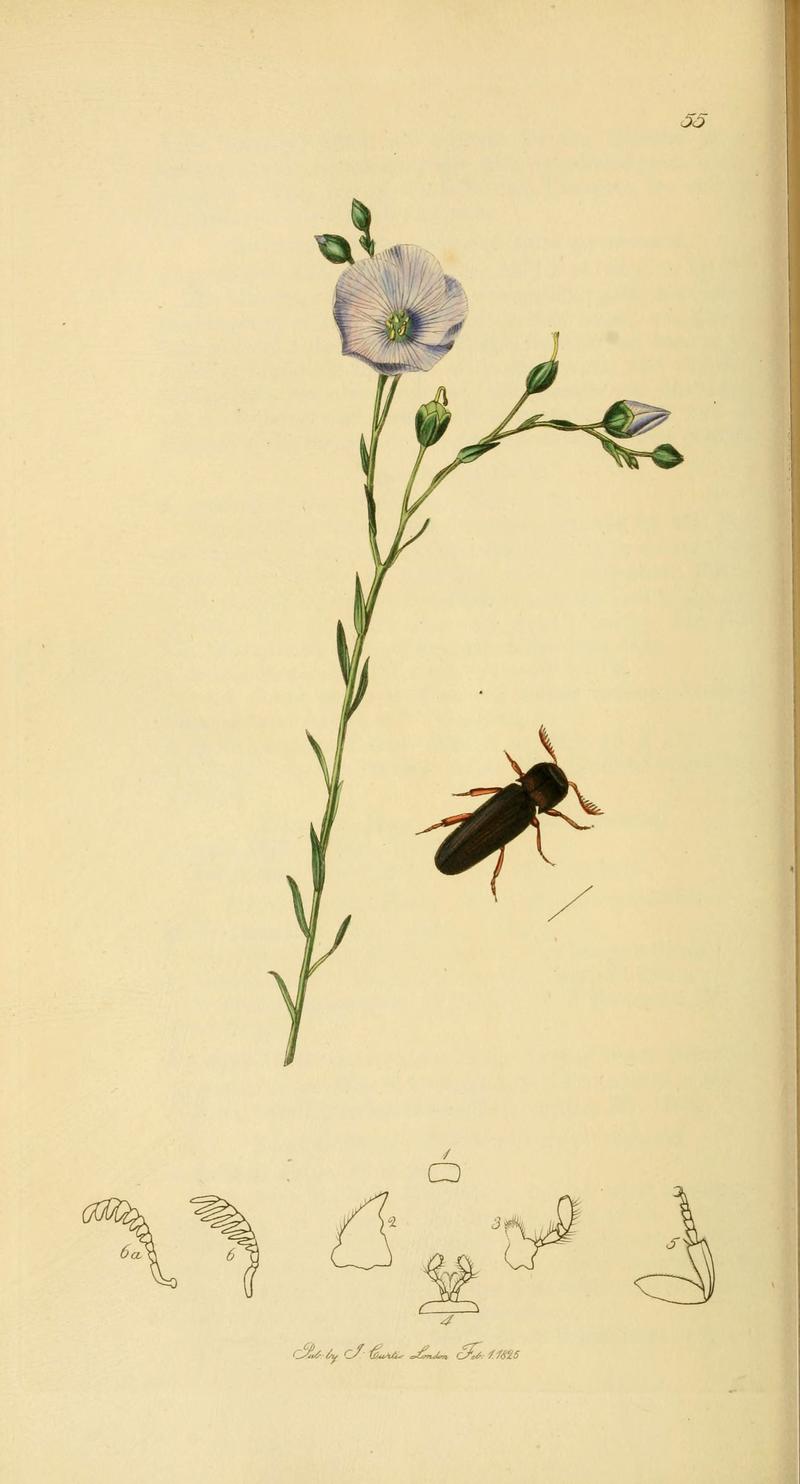 British entomology (Plate 52) (6022440522)