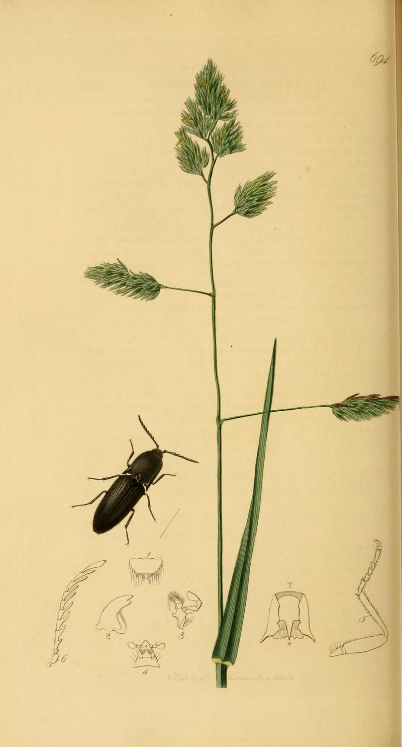 British entomology (Plate 53) (6021884505)