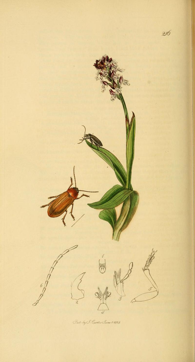 British entomology (Plate 54) (6022441662)