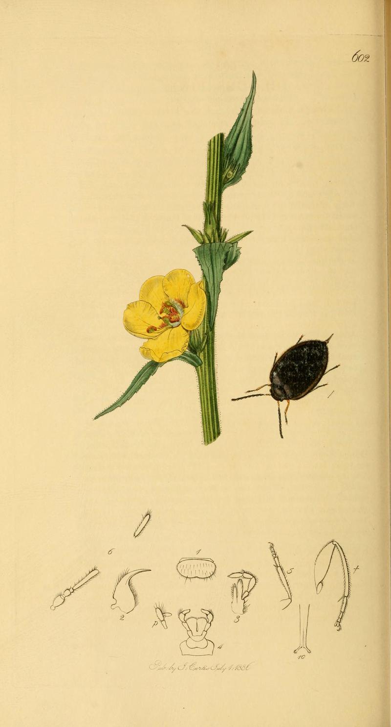 British entomology (Plate 55) (6021885377)
