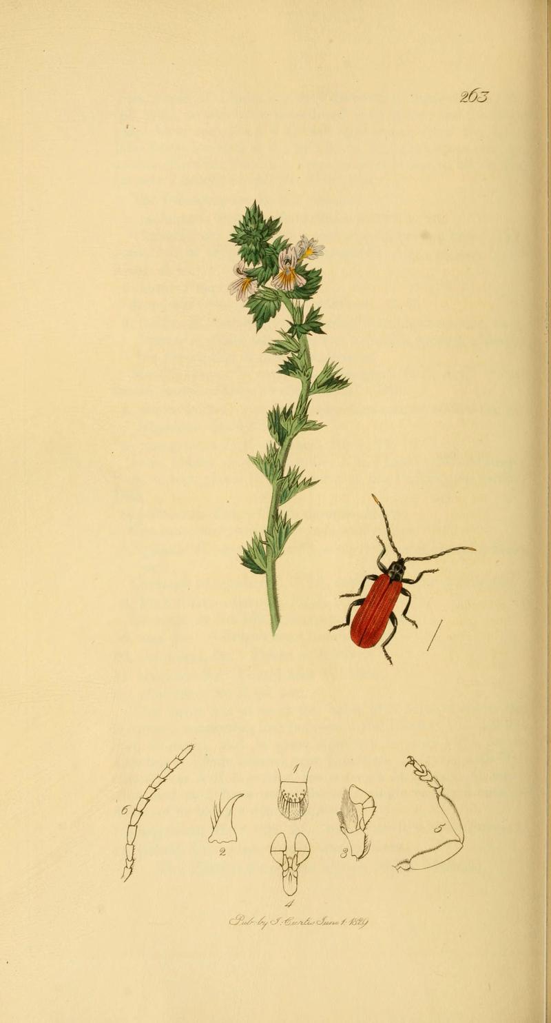 British entomology (Plate 56) (6022442362)