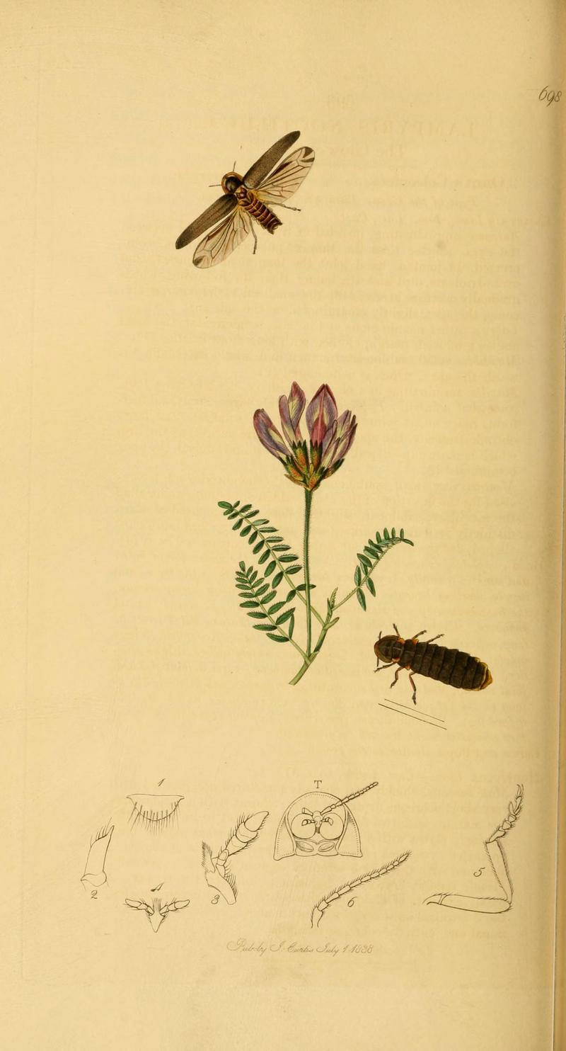 British entomology (Plate 57) (6021886179)