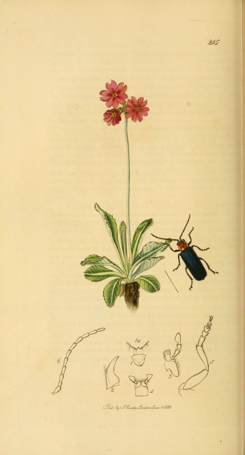 British entomology (Plate 58) (6022443154)