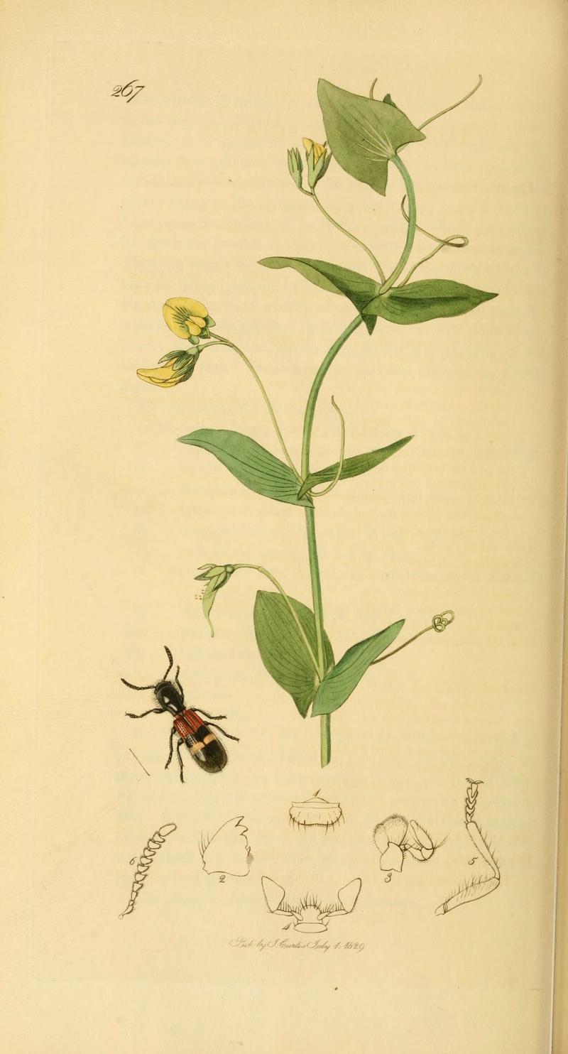 British entomology (Plate 60) (6021887443)