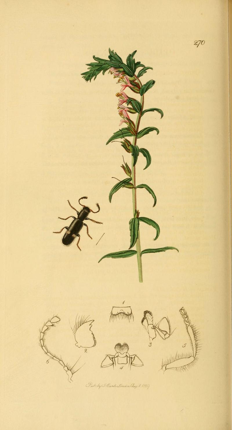 British entomology (Plate 61) (6022444402)