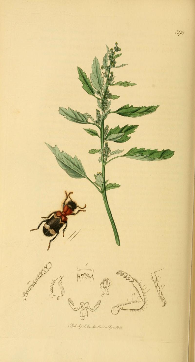 British entomology (Plate 62) (6022444648)