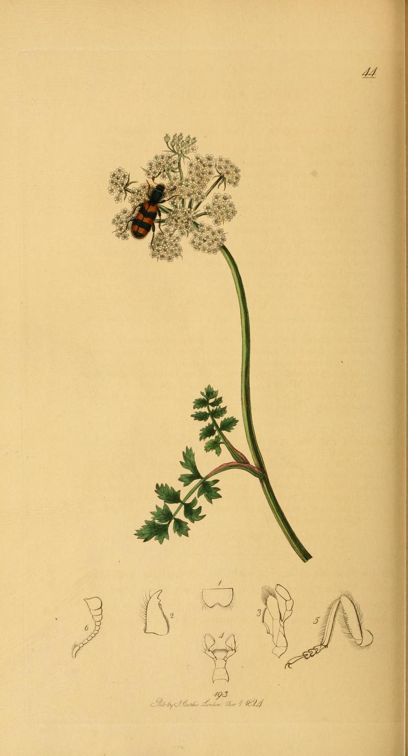 British entomology (Plate 63) (6021888367)