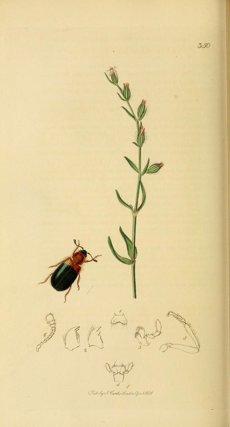 British entomology (Plate 64) (6022445266)