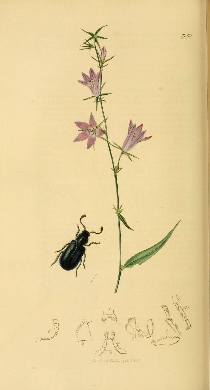 British entomology (Plate 65) (6021889079)