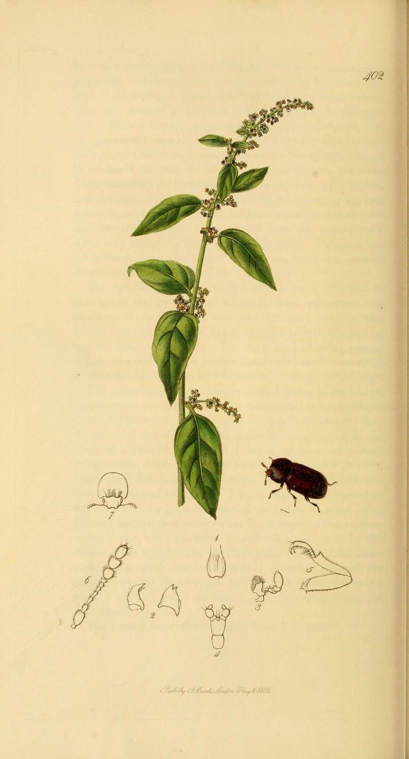British entomology (Plate 66) (6022445996)