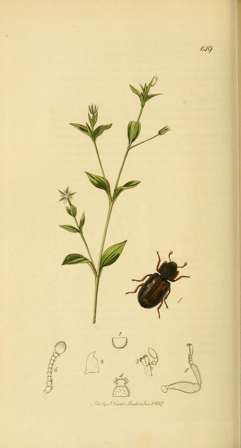 British entomology (Plate 67) (6021889849)