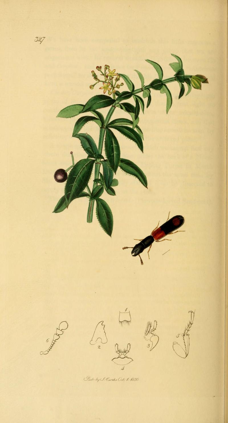 British entomology (Plate 68) (6022446740)