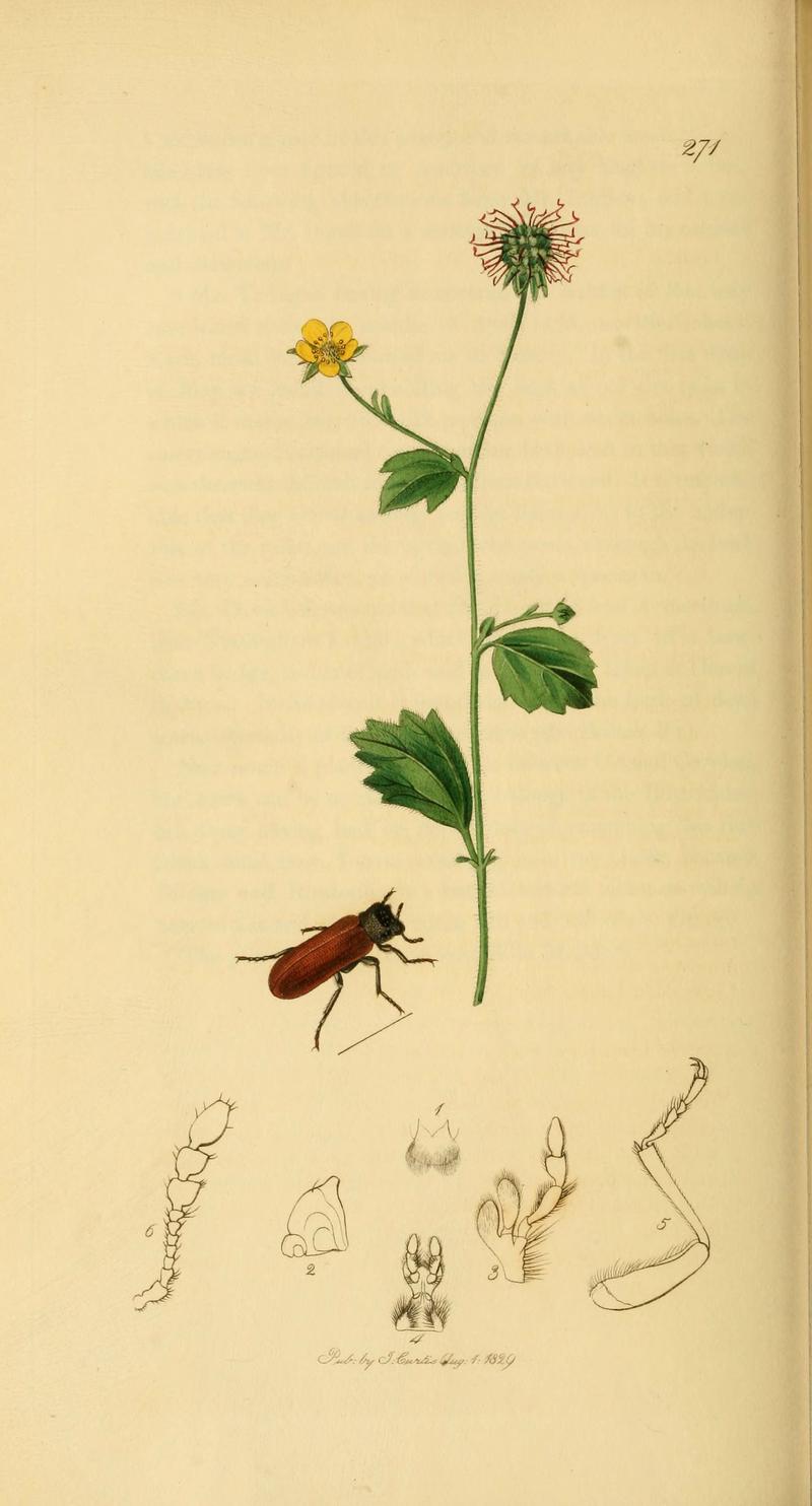 British entomology (Plate 69) (6022447054)