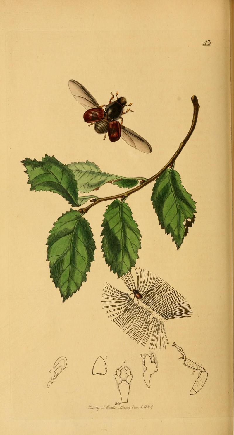 British entomology (Plate 71) (6022447804)